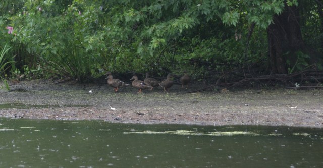 Even the ducks sought shelter once in a while.
