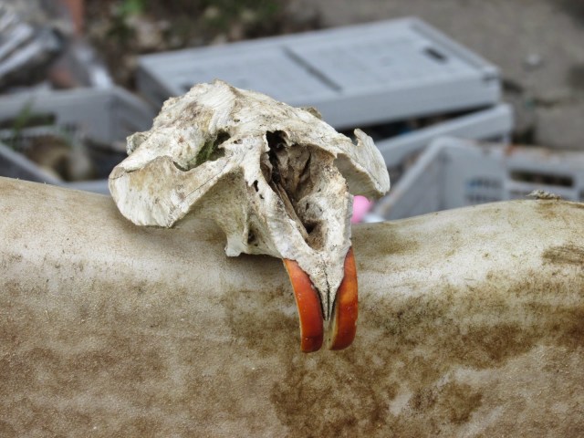 This beaver skull was a treasured find on the trash paddle.