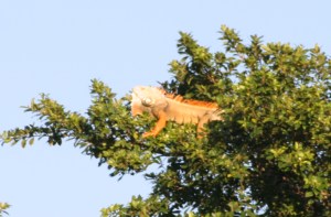 ...zoom in and there's a very large iguana. Yes, they can climb.