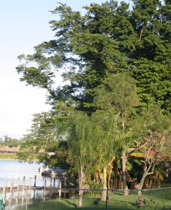 There is a small orange dot in the top center of this image, up about 30 feet in this ficus tree in my neighbor's yard...