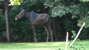 Animal+Control+Moose+photo+722