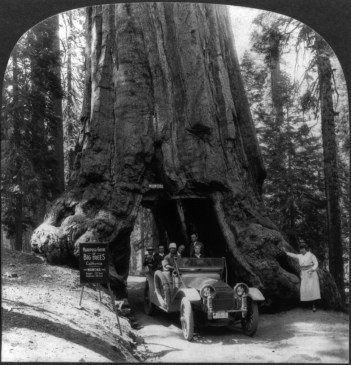 wawona_tree1